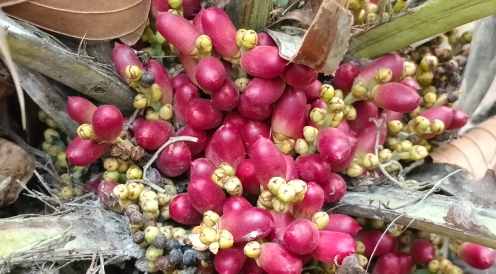 শালবনে বিপন্ন খুদি খেজুরের দেখা!