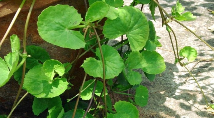 থানকুনি পাতার উপকারিতা