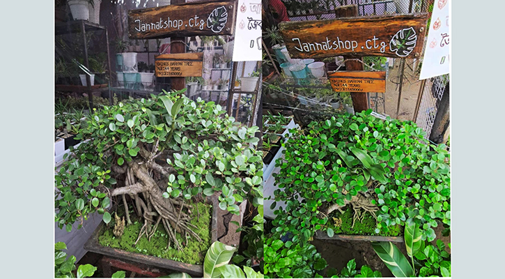 ছোট্ট টবে ৪৪ বছরের গাছ