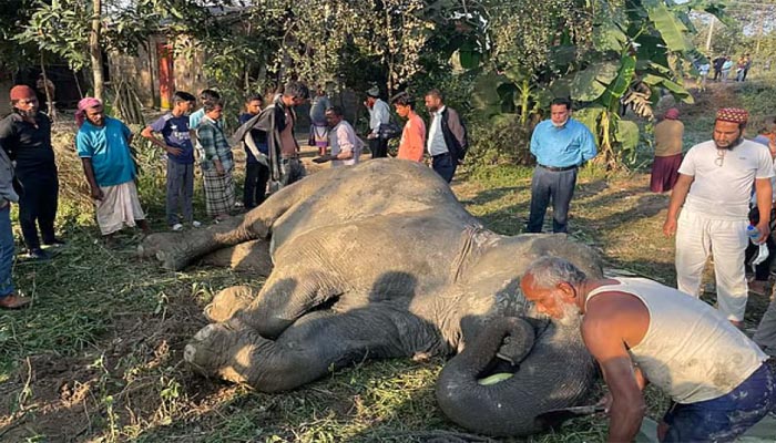 বিয়েতে আসা সেই হাতিটি মারা গেছে