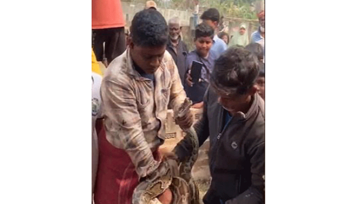 শ্রীমঙ্গলে বসতঘরের ছাদ থেকে অজগর সাপ উদ্ধার